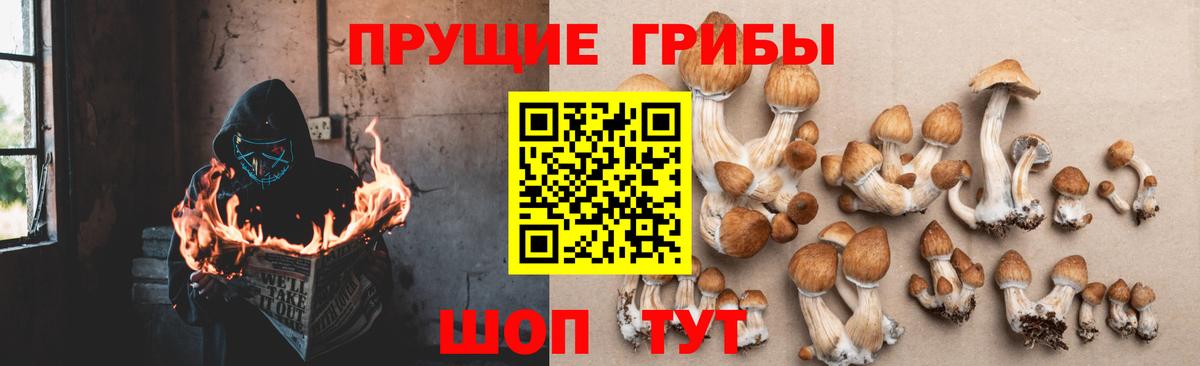 Михайловск  Галлюциногенные грибы Psilocybe  купить  цена  Вход с VPN  Псилоцибиновые грибы прущие грибы 